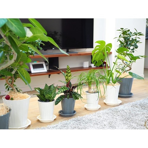 グロスポット 7号 ダークグレー