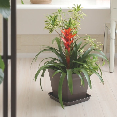 クラフトスクエア 30型 ダークブラウン