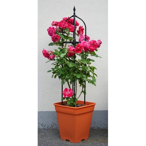 ロゼアスクエア 260型 ブラウン