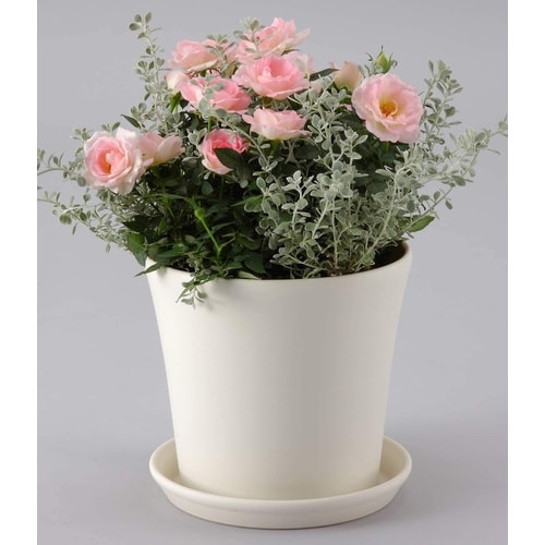 コティプレート 160型 ホワイト