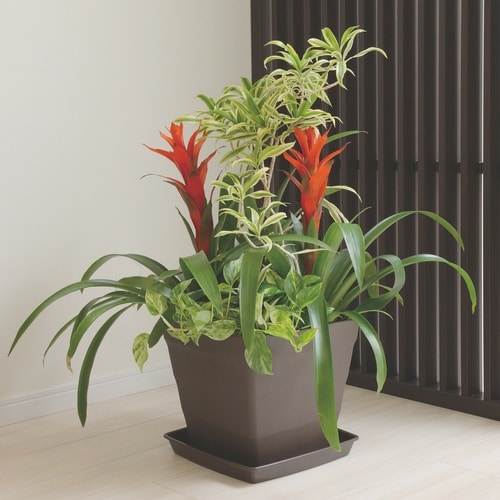 クラフトスクエアプレート 25型 ダークブラウン