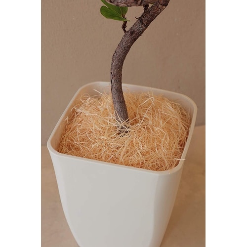 ひのき木綿(もくめん) HM25G