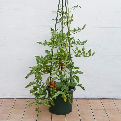 野菜鉢 30型 グリーン