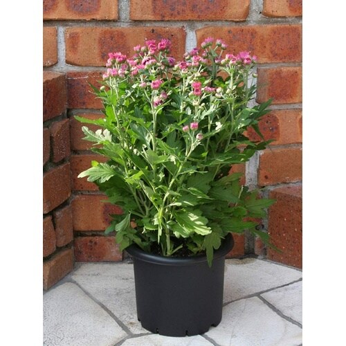 菊鉢 9号 ブラック