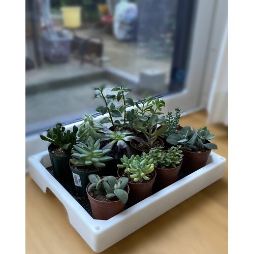 多肉マンション ホワイト