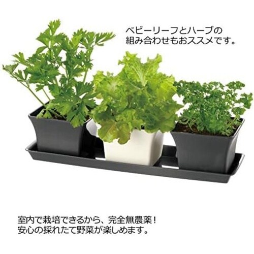 ベビーリーフプランター 40型N ダークグレー
