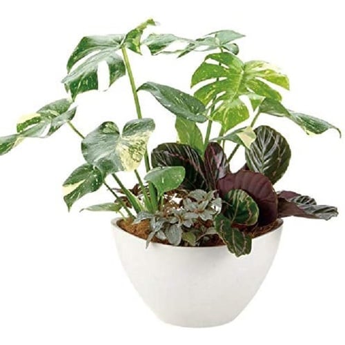 ボタニー バルカボール 30型 ホワイト