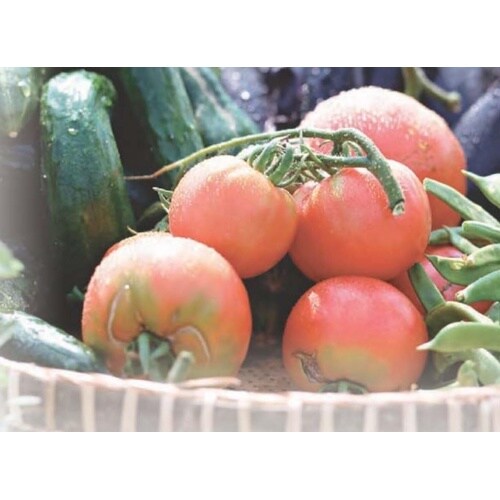 水ラク 菜園上手 85型 グリーン