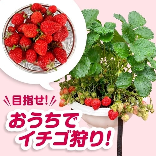 甘いイチゴをつくる肥料 2kg