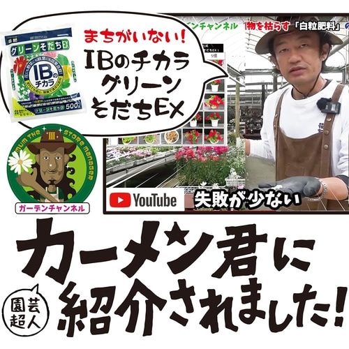 IBのチカラグリーンそだちEX 500g