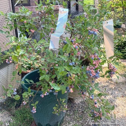 ブルーベリー用鳥よけネット 1.8x3m