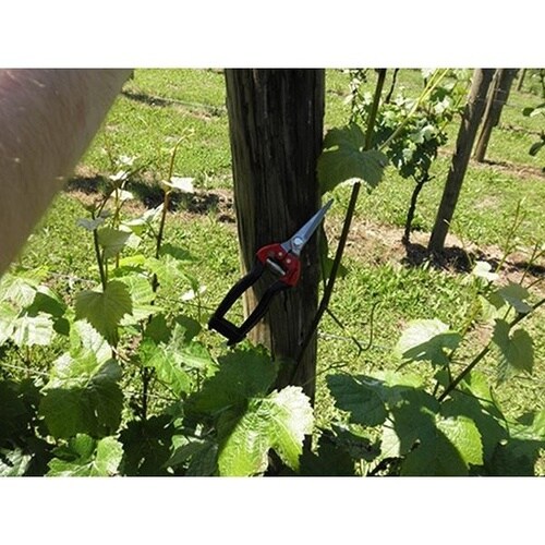 クラシック ステン芽切鋏 直刃