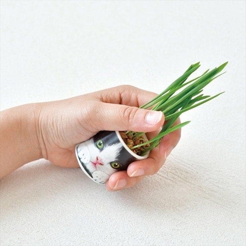 おちょこで猫草 白