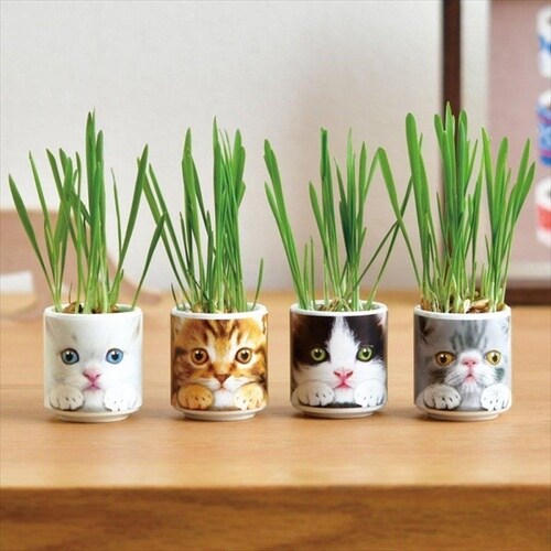 おちょこで猫草 白