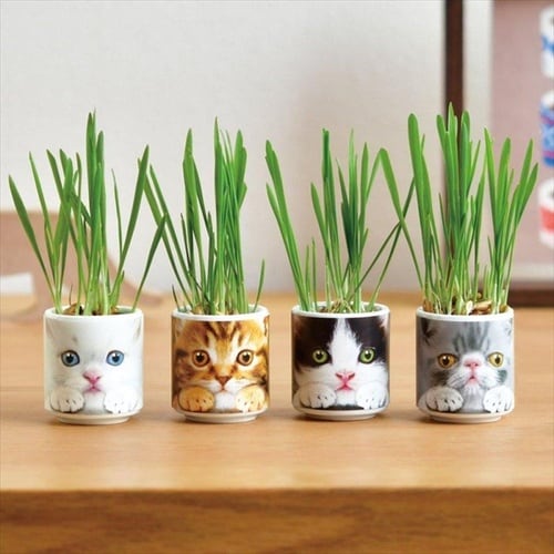 おちょこで猫草 グレー