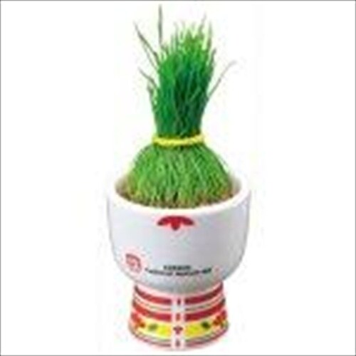 栽培キット KOKESHI GD−104801