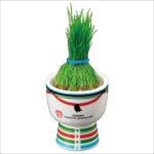 栽培キット KOKESHI GD−104802