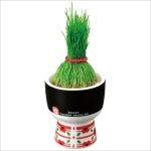 栽培キット KOKESHI GD−104803