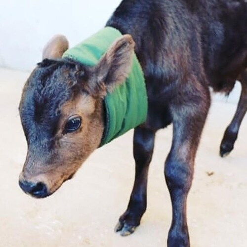 モーっとねっく冬用【防寒タイプ】 モスグリーン