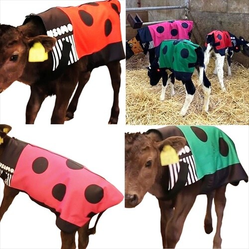 モーっとほっと冬用SSSサイズ オレンジ