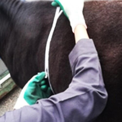 体重推定尺乳牛用