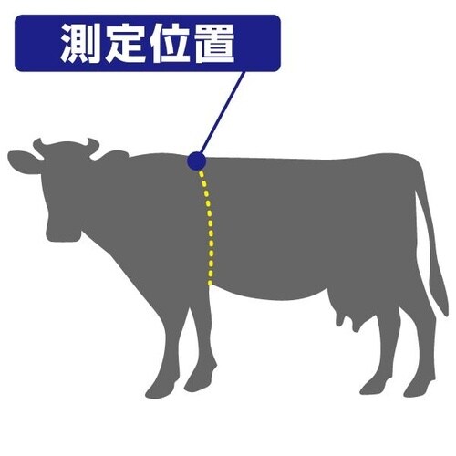 体重推定尺乳牛用