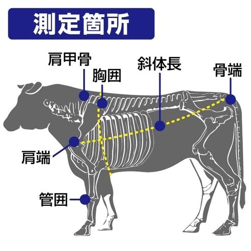 体重推定尺和牛用