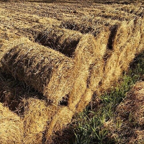 ベーラー用PPトワイン