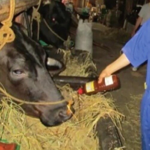 モ−たまらん C20D−0021