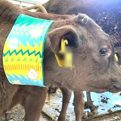 モーっとクール仔牛用 ハワイアン柄 2個入