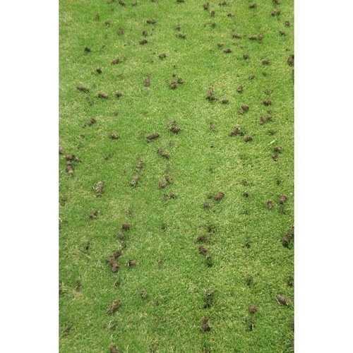 エンジン式エアレーター