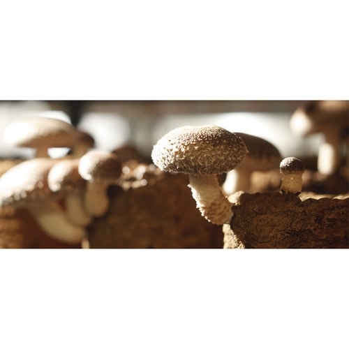 貢栄商事 国内産菌床栽培椎茸 足