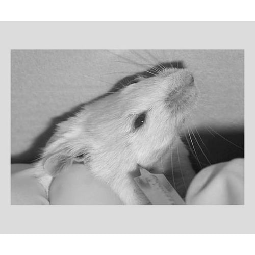 アニマルランセット5.5mm200本入