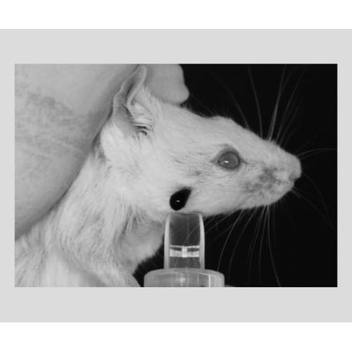 アニマルランセット5.5mm200本入