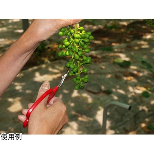 ぶどう摘粒鋏 ソリ刃 ブリスターパック