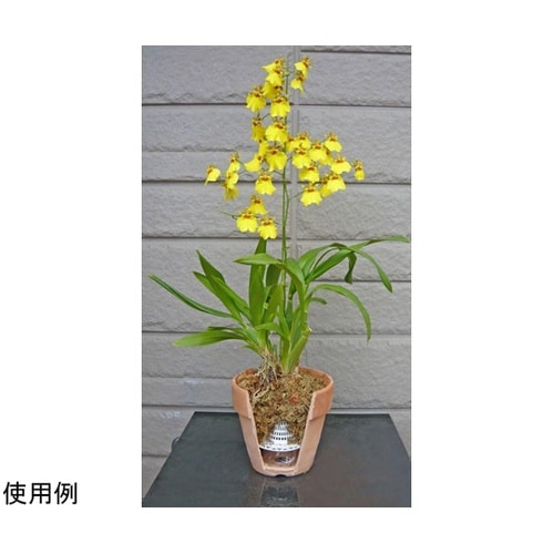 百花爛漫 大 1セット(8個入) KS−