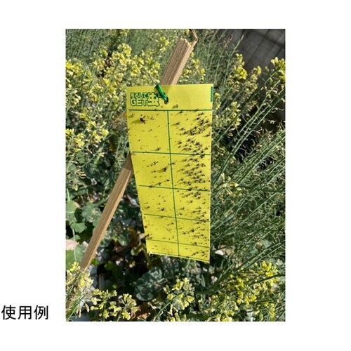 吊るしてGET虫ミニ 強力タイプ 10枚