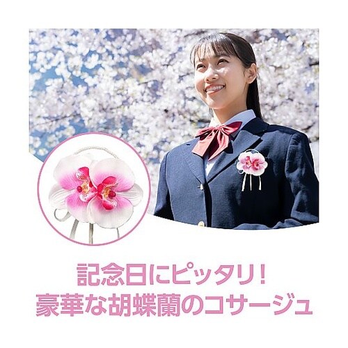 85047 コサージュ胡蝶蘭