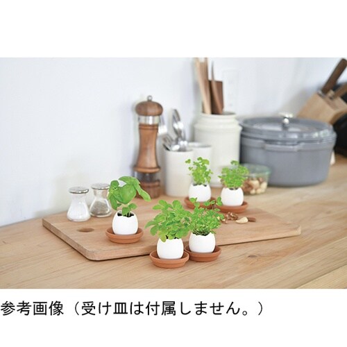 EG−5703 エッグリング カクタス