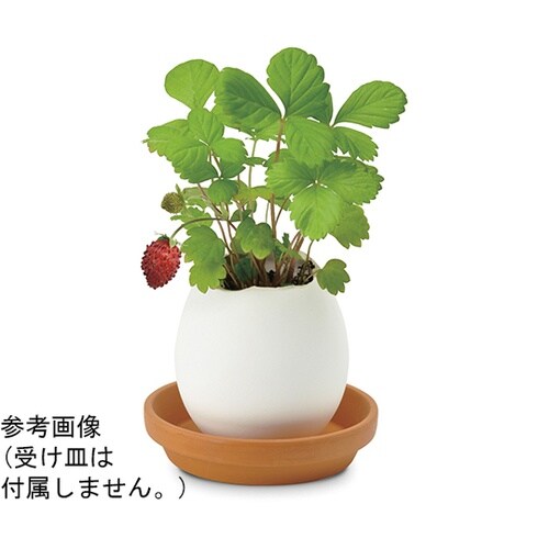 EG−5704エッグリング ストロベリー