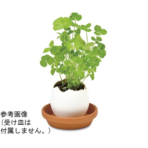 EG−5705 エッグリング クローバー