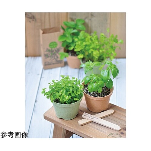 GD−41001 エコット S ミント