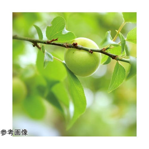 梅塩飴 1kg(約320粒) 37576