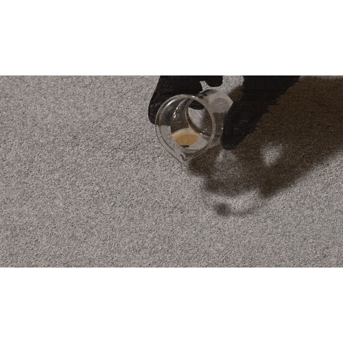 エバークリーントータルカバー細粒無香6L