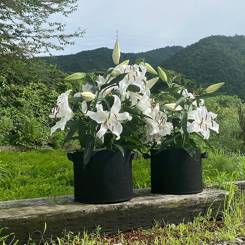 フェルトガーデンポット10号 2枚組