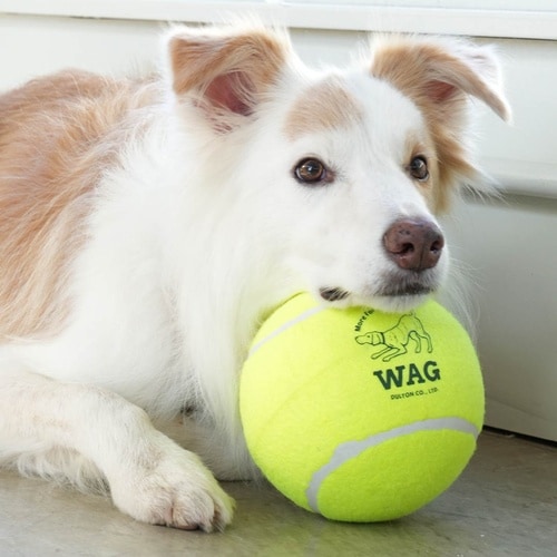 ボール おもちゃ 犬 DULTON TENNIS