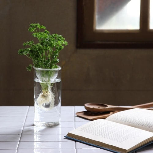 花瓶 BULB VASE 水栽培ガラスベース