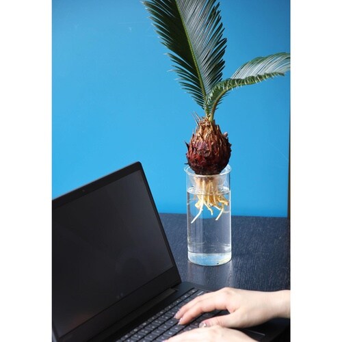 花瓶 BULB VASE 水栽培ガラスベース