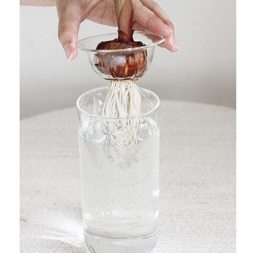 花瓶 BULB VASE 水栽培ガラスベース