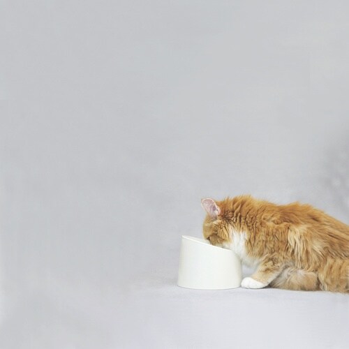 フードボウル 食べやすい 撥水 ホワイト